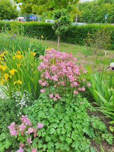 Аквилегия (водосбор)